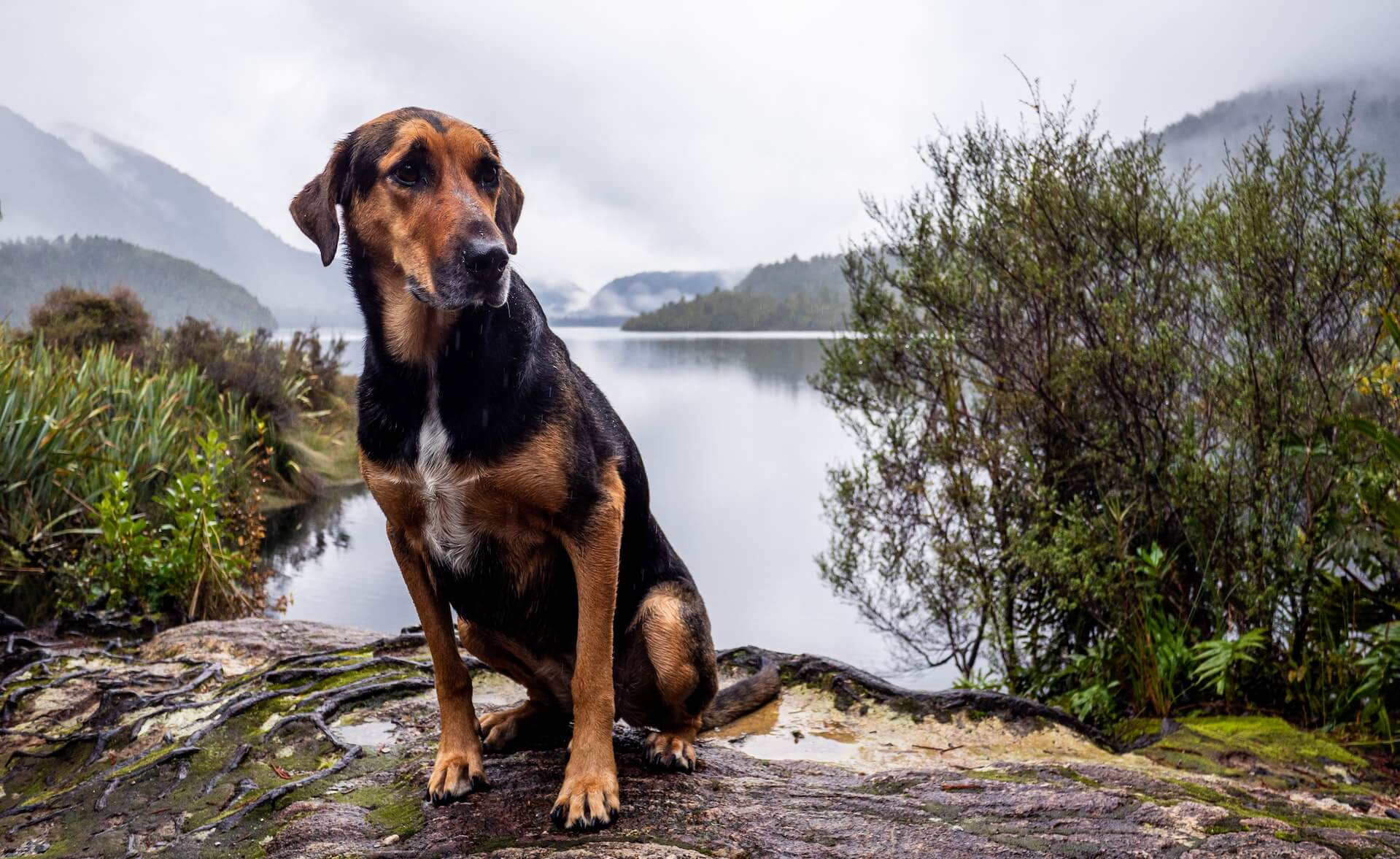 car camping with dogs